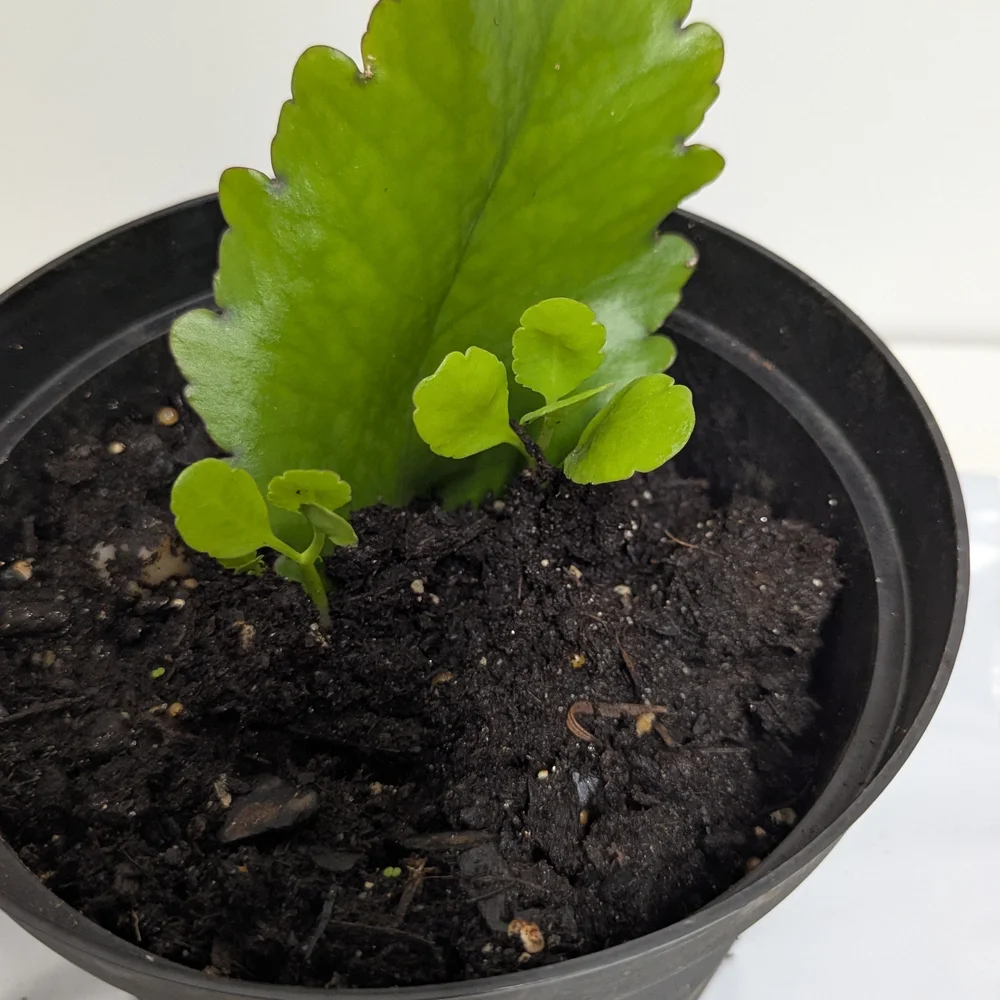 Kalanchoe Pinnata Leaves To Grow Organic Plants..Reptile Habitat Accessory